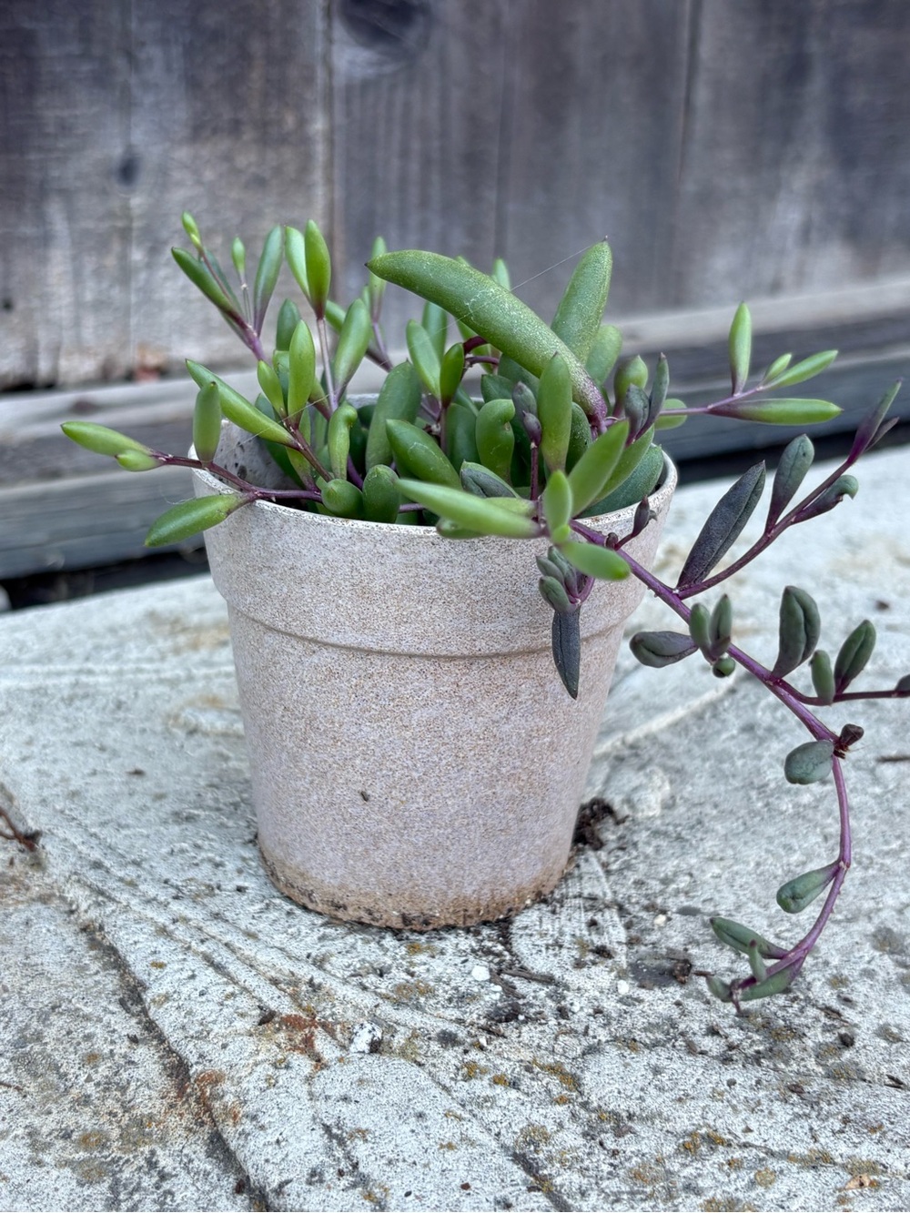 Succulent Variety Home Accents 3 small POTS  .  Will include a FREEBIE plant